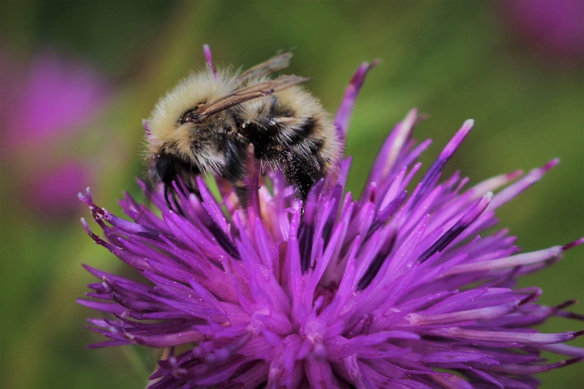 That's one busy bee! Collecting pollen for a beautiful bright purple flower.