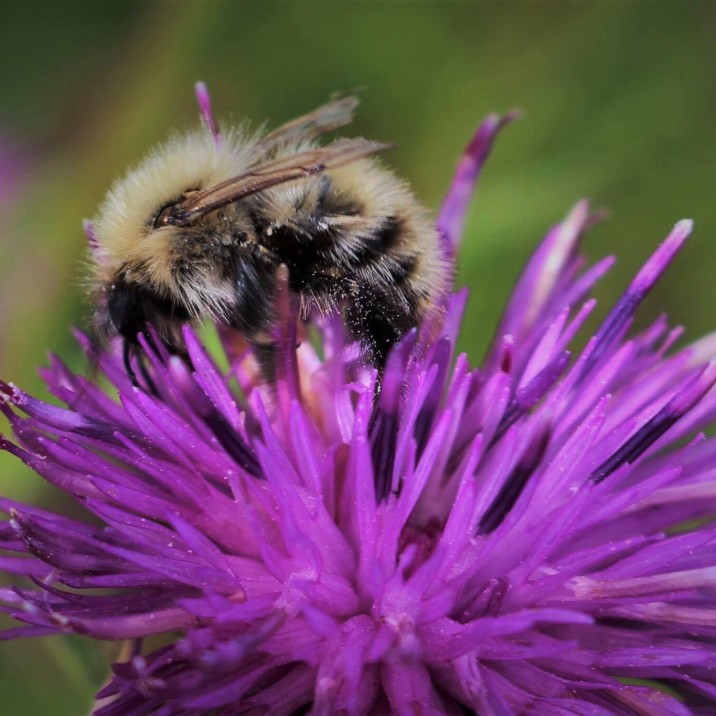 That's one busy bee! Collecting pollen for a beautiful bright purple flower.
