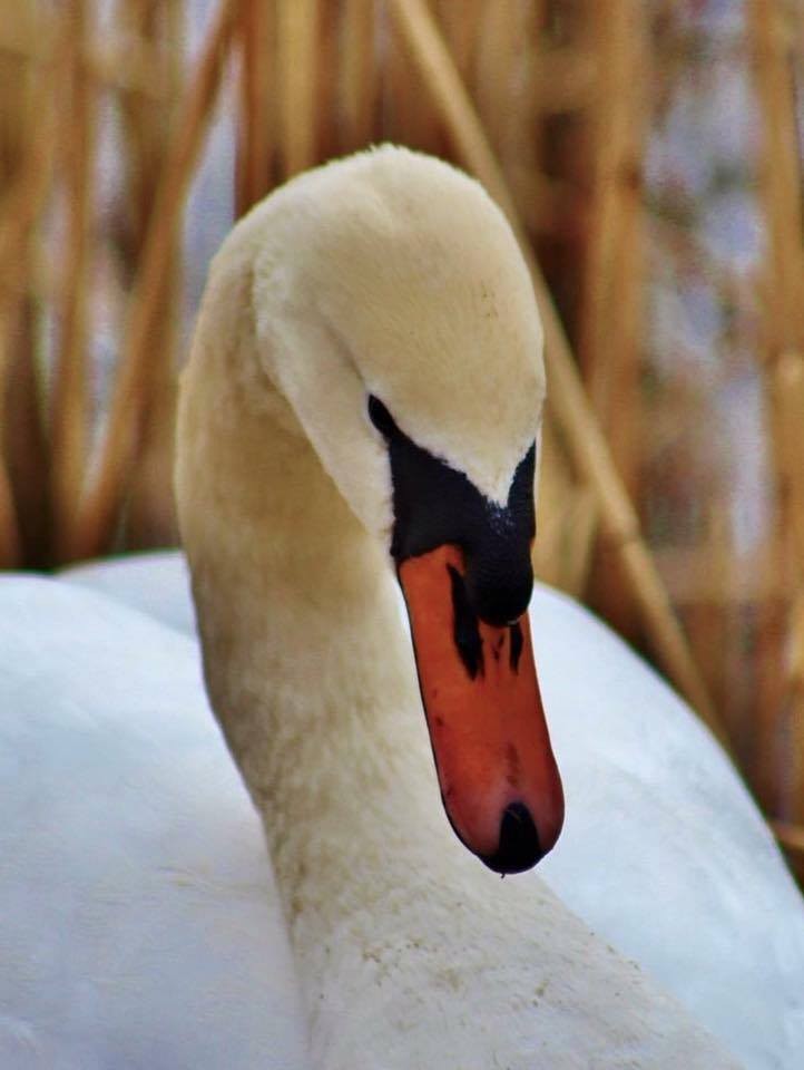 Perthshire wildlife is vast and beautiful. This elegant swan looks beautiful with the sharpness of it's orange beak against the crisp white colour of it's body.