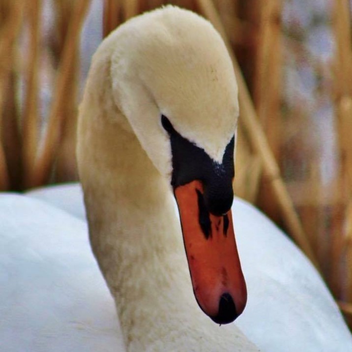 Perthshire wildlife is vast and beautiful. This elegant swan looks beautiful with the sharpness of it's orange beak against the crisp white colour of it's body.