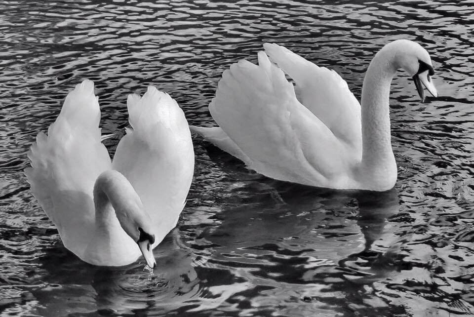 Beautiful and majestic Swans swimming in the pond on the South Inch Park.