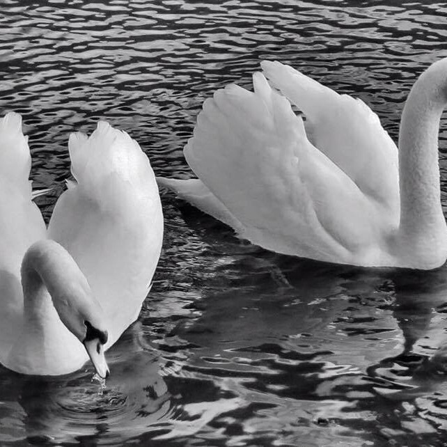 Beautiful and majestic Swans swimming in the pond on the South Inch Park.