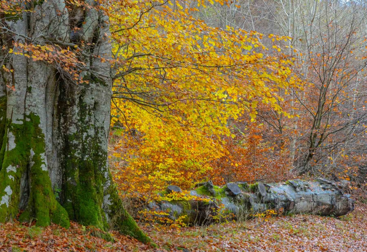 This beautiful golden beech tree can be found in Glen Lyon, Perthshire, the perfect place for a winter walk.