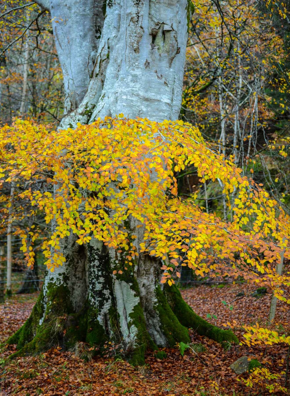 A delicate yellow tree which can be found in Glen Lyon, Perthshire. Perthshire is regarded as 'big tree country' and a wide range tree species and varieties can be found there easily.
