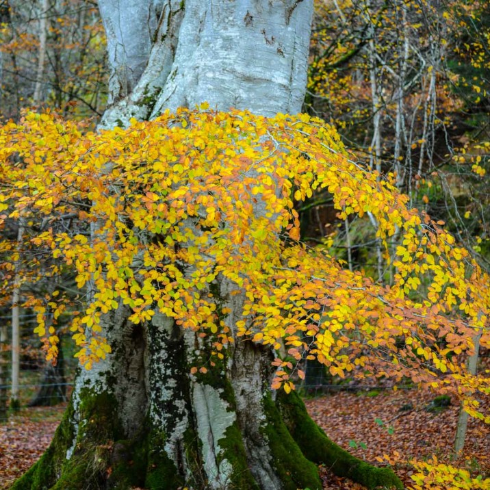 A delicate yellow tree which can be found in Glen Lyon, Perthshire. Perthshire is regarded as 'big tree country' and a wide range tree species and varieties can be found there easily.
