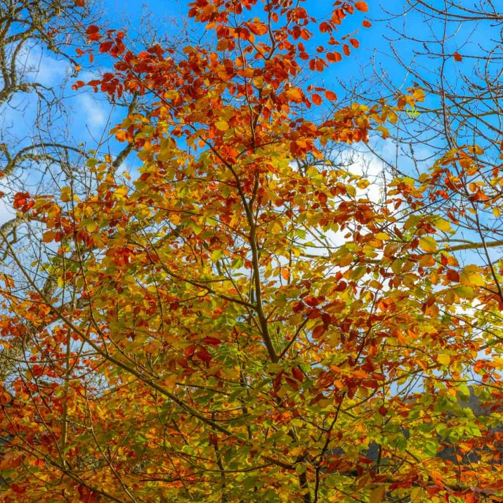 Autumn brings a beautiful range of foliage to Perthshire