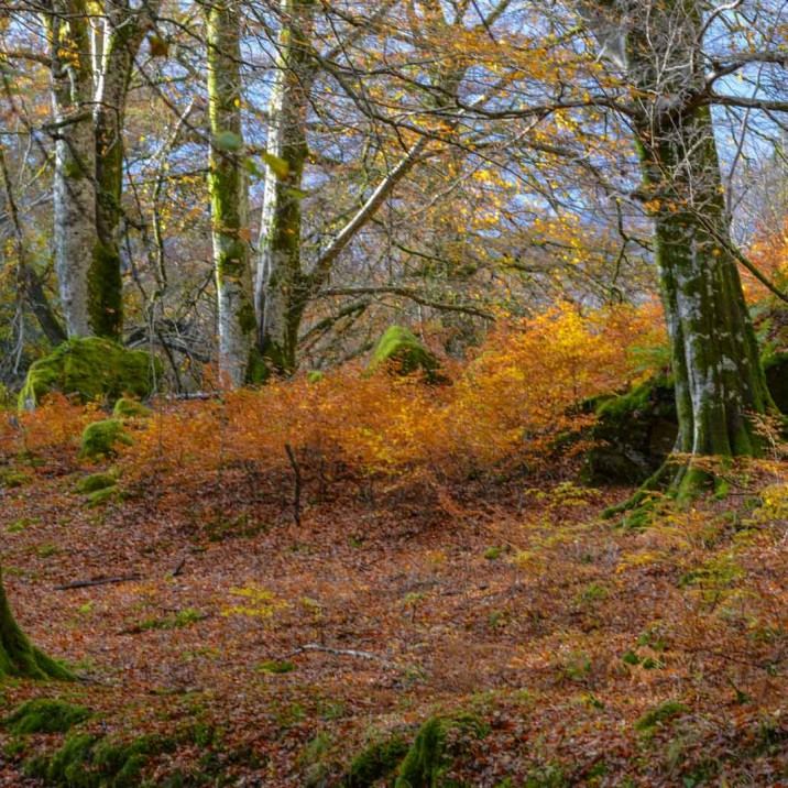 Beautiful autumn colours fill Big Tree Country at this time of year