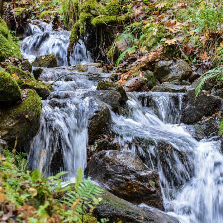 The rivers which weave trough the Perthshire countryside are brimming with native wildlife.
