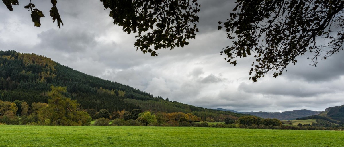 Perthshire has many different species of trees.