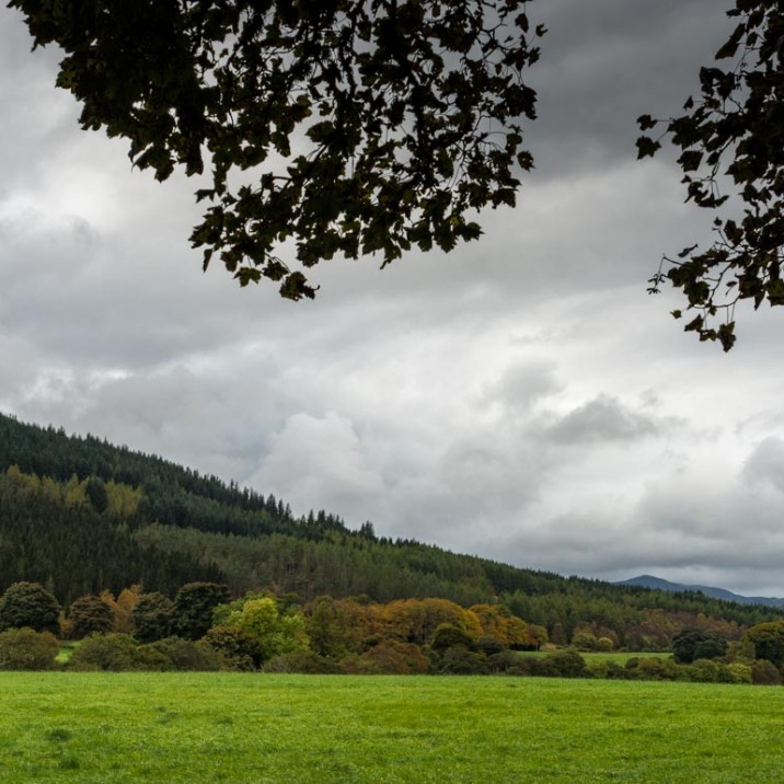 Perthshire has many different species of trees.