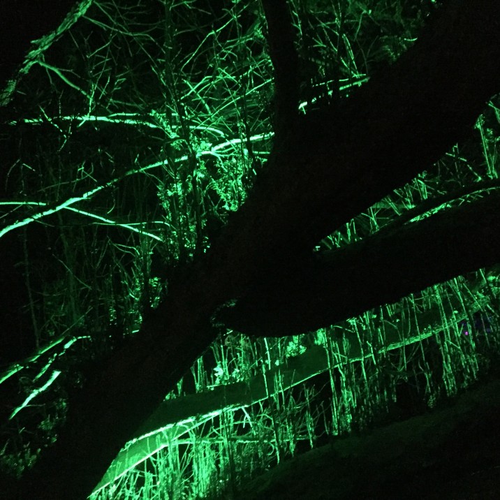 Spooky green light in the trees at Scone Palaces Twilight Illuminations 2016.