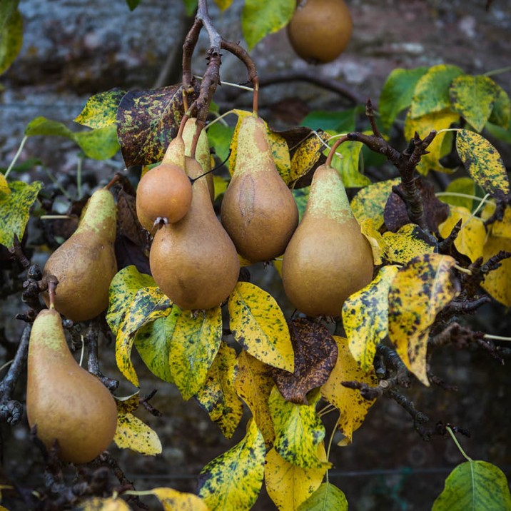 Juicy pears ready to be picked for Gill's tasty pear crumble.
