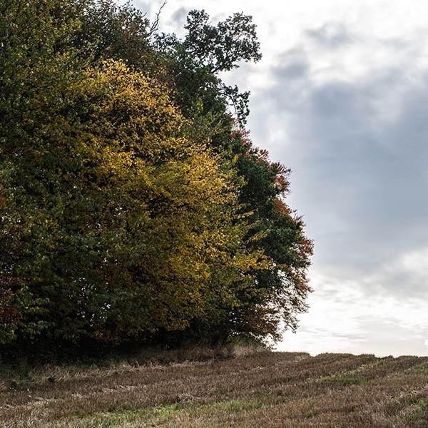 The autumnal glow from this pear tree is beautiful.