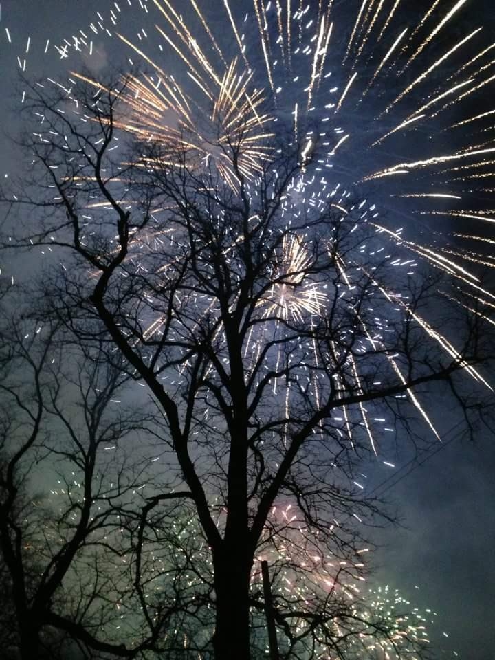 Bonfire Night tree sillouette