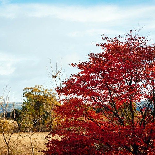 This striking red leaved tree in Scotland Perthshire is beautiful and has a warm autumnal glow.