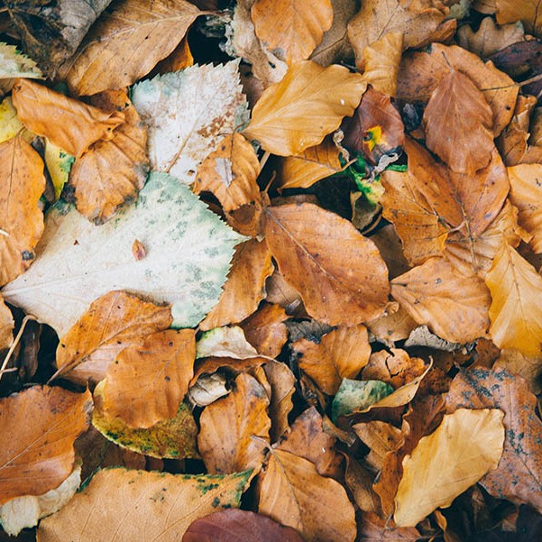 You can almost hear the crispy crunch of these autumn leaves scattered on the ground.