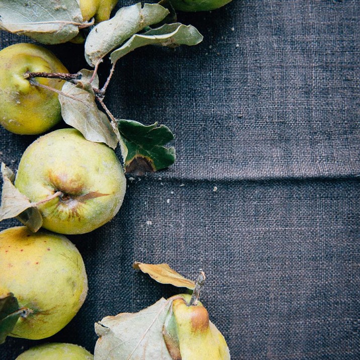 Beautifully ripe quince with stocks and leaves still attached.