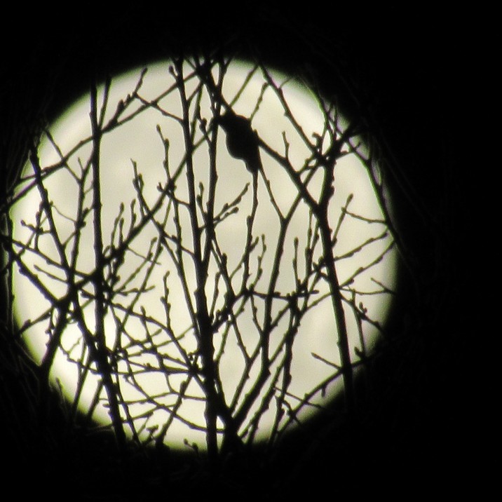 Gordon Muir took this stunning image of the 2016 Super Moon in Perthshire.