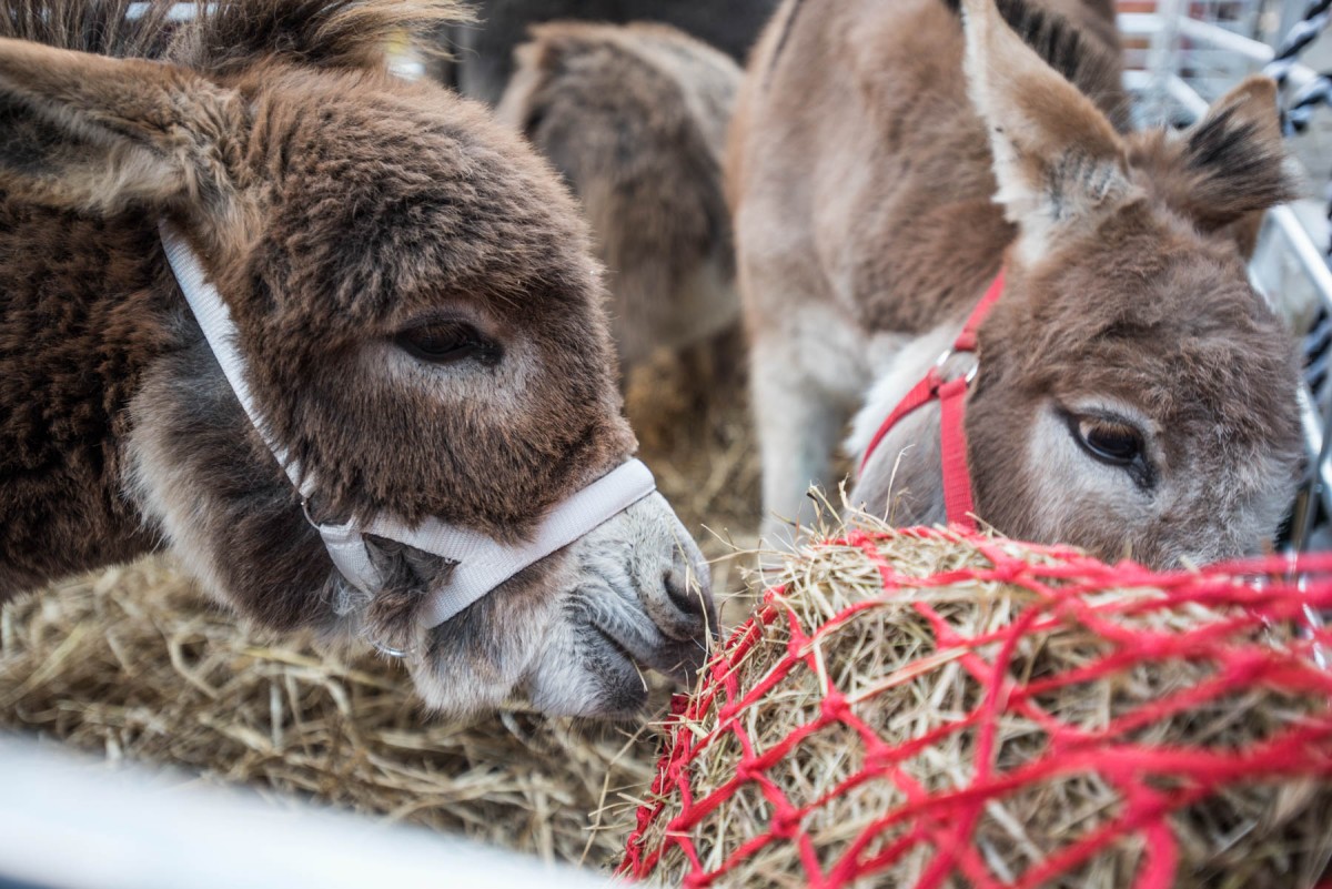Ian Potter captured the cuteness of this little Donkey perfectly!
