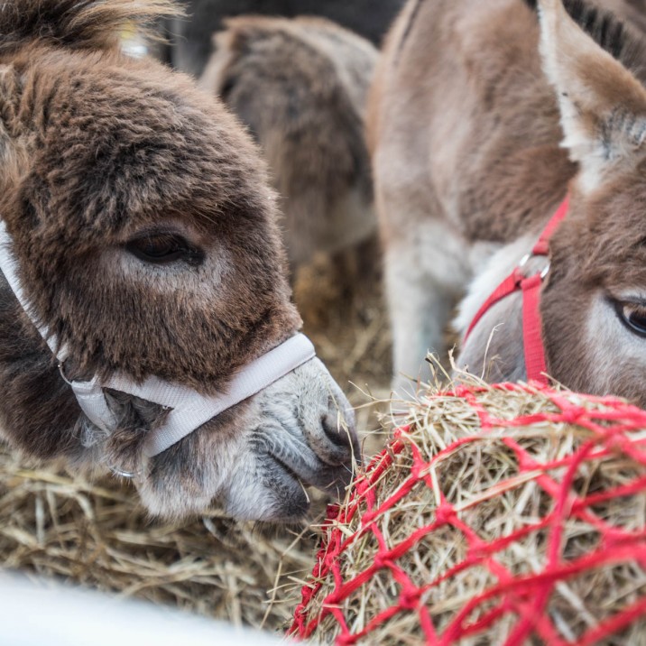 Ian Potter captured the cuteness of this little Donkey perfectly!