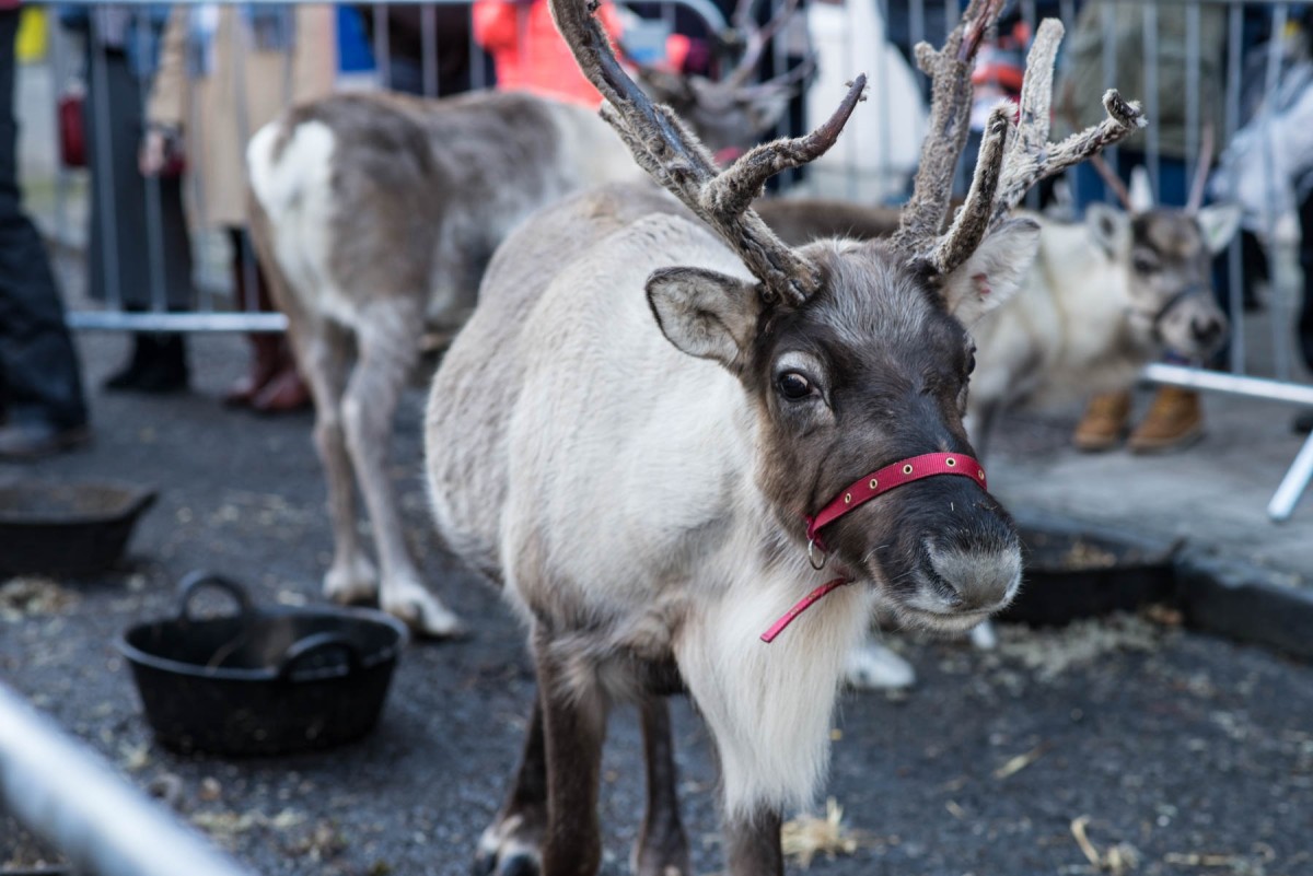 Rudolph was on George Street!