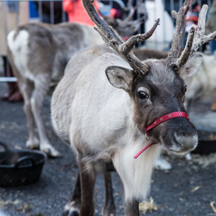 Rudolph was on George Street!