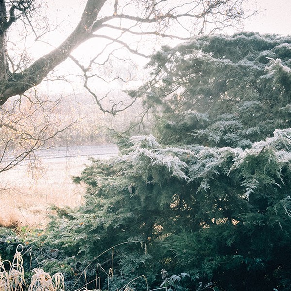 The white lighht creeping through this tree shows the first signs of frost.