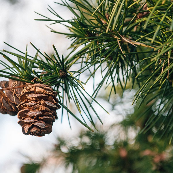 You can almost smell Christmas when looking at this picture!