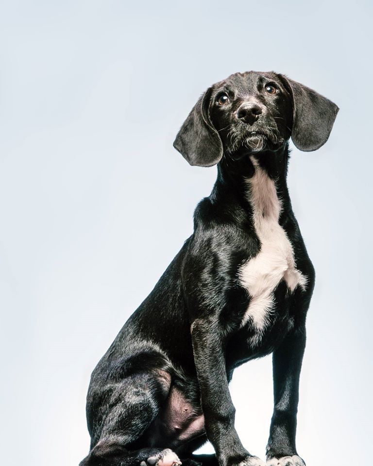 Gifts Under 50 Craig Stephen dog