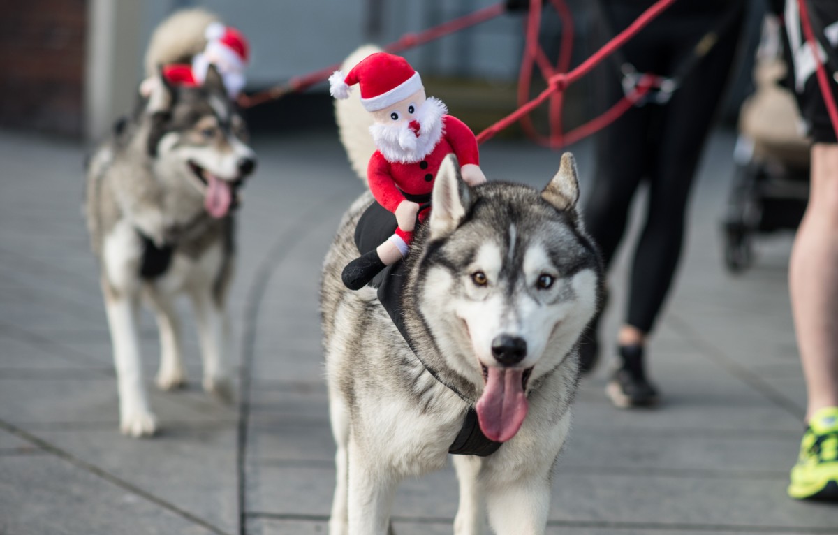895 runners took part (not including the many dogs who joined in too!)