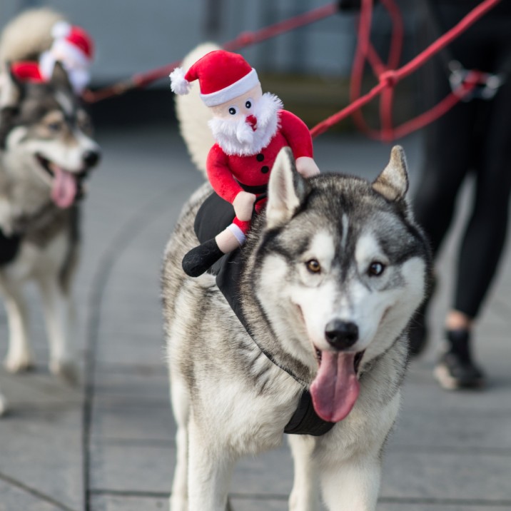 895 runners took part (not including the many dogs who joined in too!)