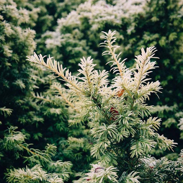 Beautiful real Christmas Tree.