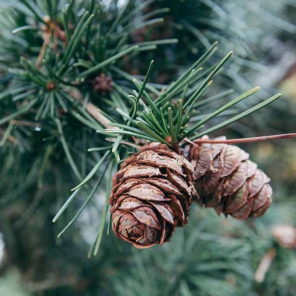 The smell of a pine definitely means it's Christmas!