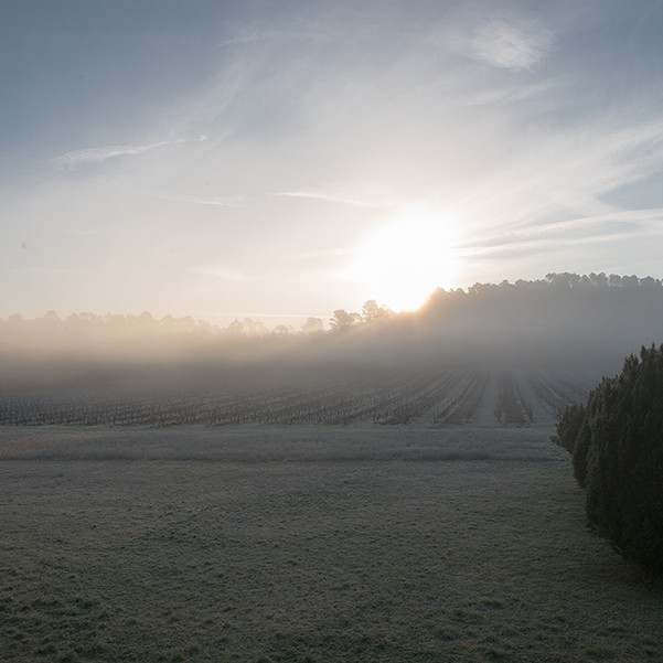 A frosty morning in a field in the south of France.