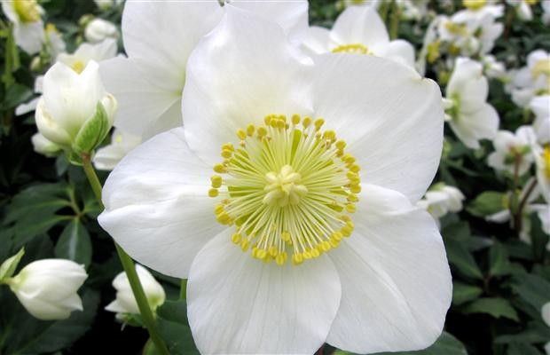 GLENDOICK CHRISTMAS ROSE - White Flower