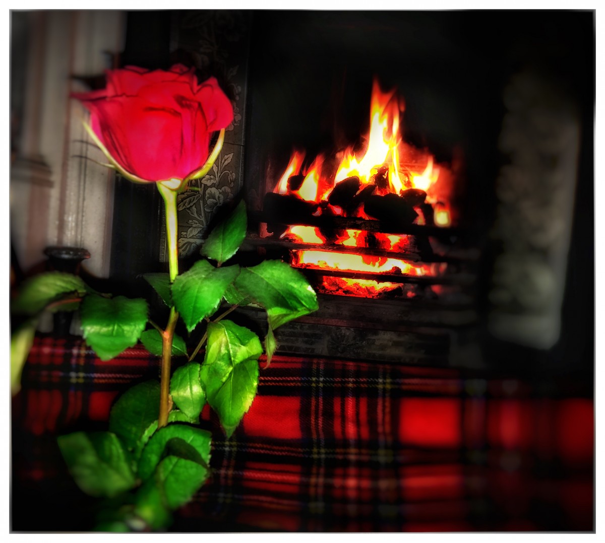 Derek Browning sent us this stunning image for Rabbie Burn's Famous poem ' A Red, Red Rose'