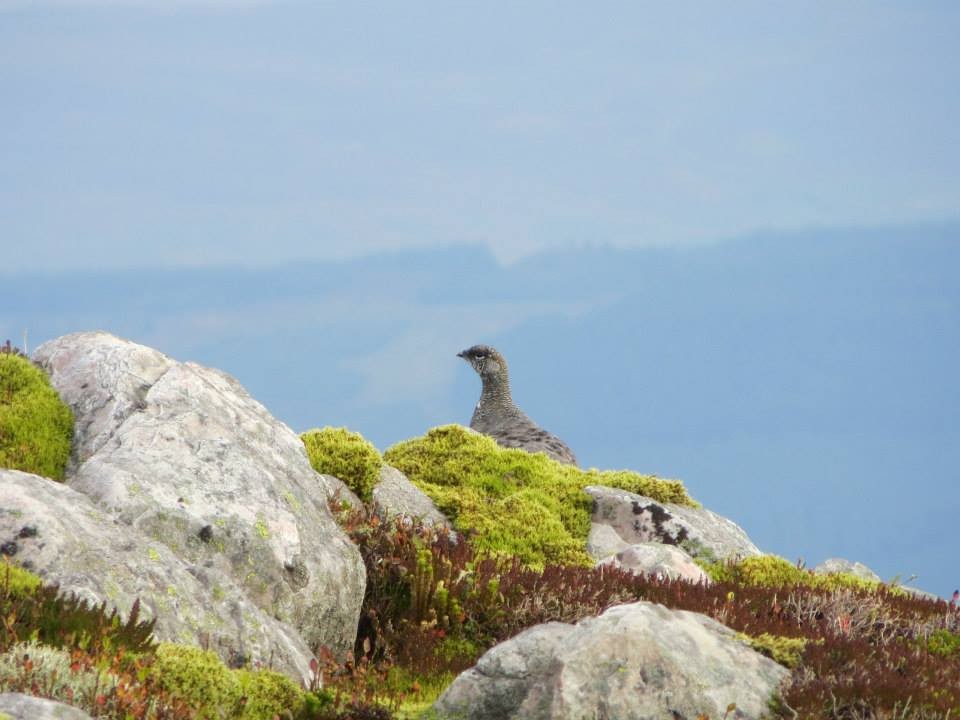 Gordon Muir sent us this lovely shot for 'Yon Wild Mossy Mountains'
