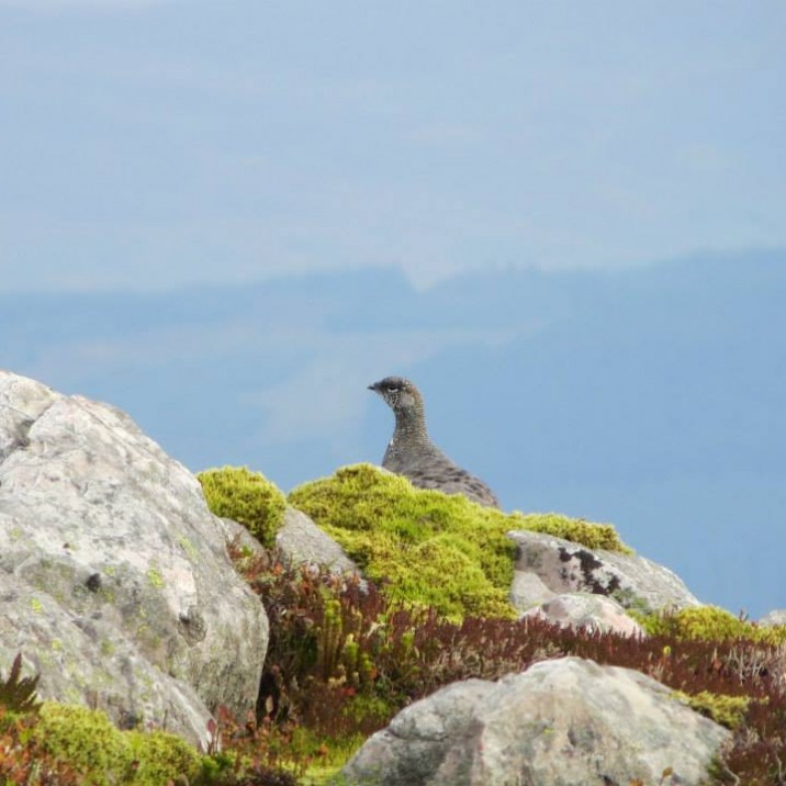 Gordon Muir sent us this lovely shot for 'Yon Wild Mossy Mountains'