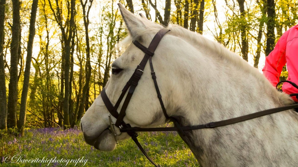 David Ritchie sent us this stunning picture to represent the horse in Robert Burns 'Tam O Shanter' poem.