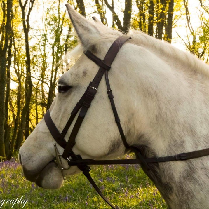 David Ritchie sent us this stunning picture to represent the horse in Robert Burns 'Tam O Shanter' poem.