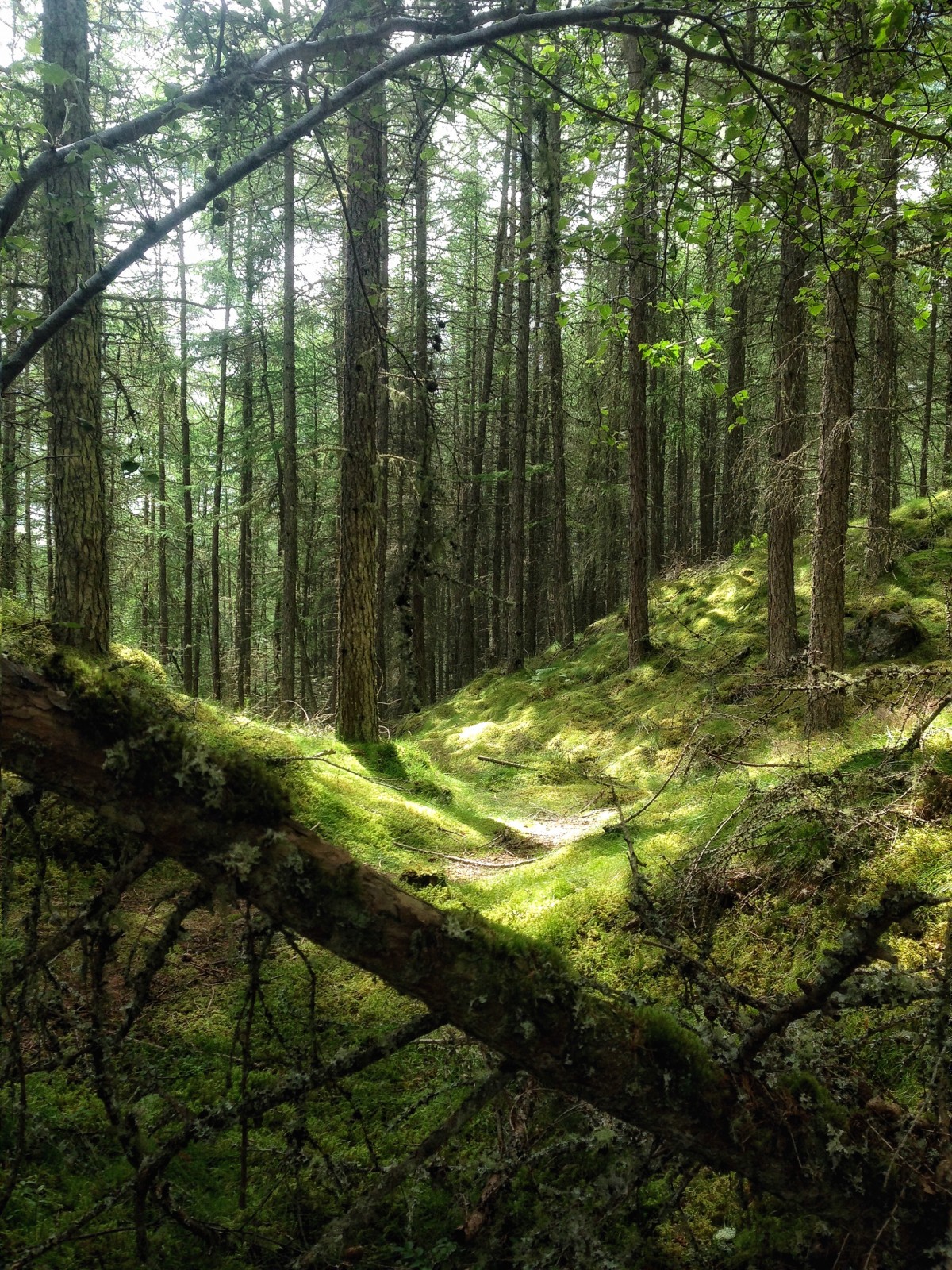 Evelyn Kelly sent us the beautiful picture of The wood planted by the Falls of Bruar by the Duke of Atholl. Robert Burns suggested this in his poem, 'The Humble Petition of Bruar Water'