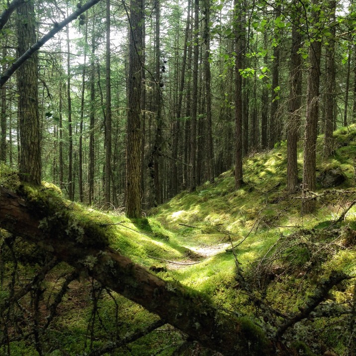 Evelyn Kelly sent us the beautiful picture of The wood planted by the Falls of Bruar by the Duke of Atholl. Robert Burns suggested this in his poem, 'The Humble Petition of Bruar Water'