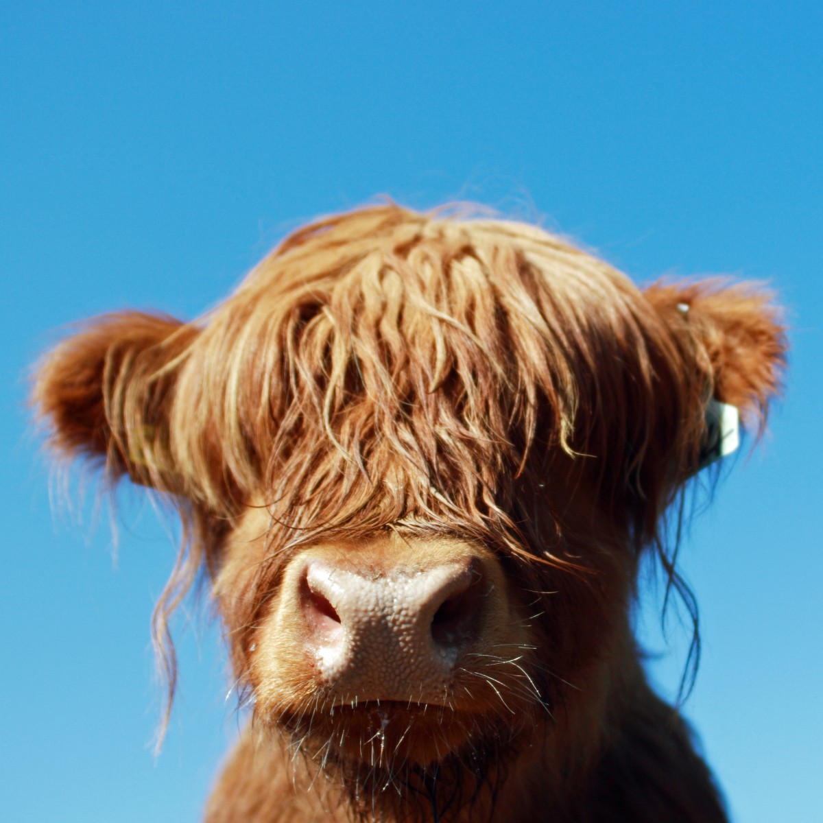 We LOVE a Highland Coo,  Sooo Cute!