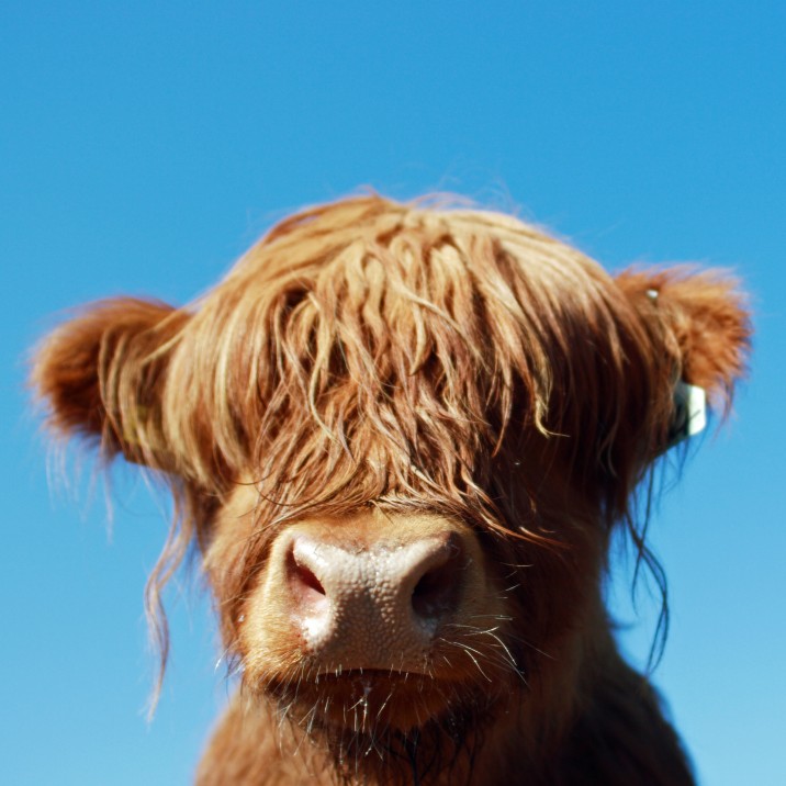We LOVE a Highland Coo,  Sooo Cute!