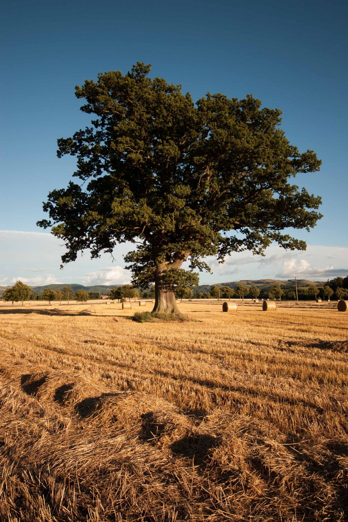 A beautiful field of gold in Brig with a  bushy green tree and bright blue sky.
