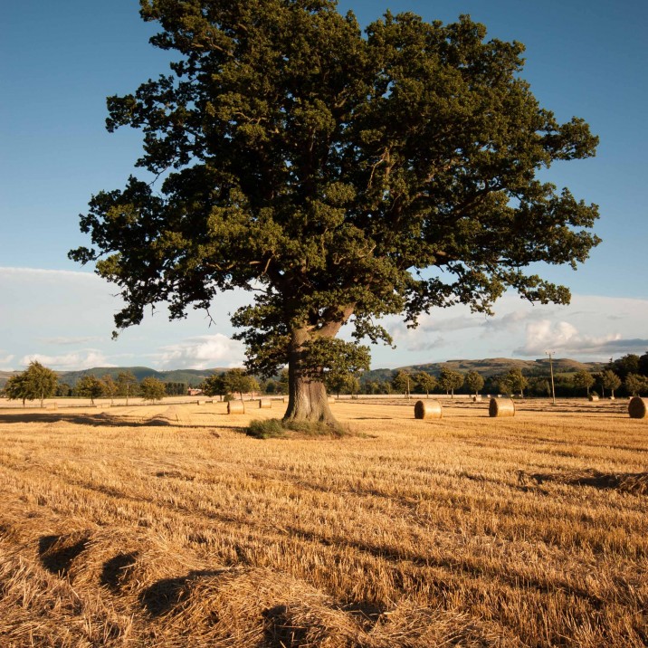 A beautiful field of gold in Brig with a  bushy green tree and bright blue sky.