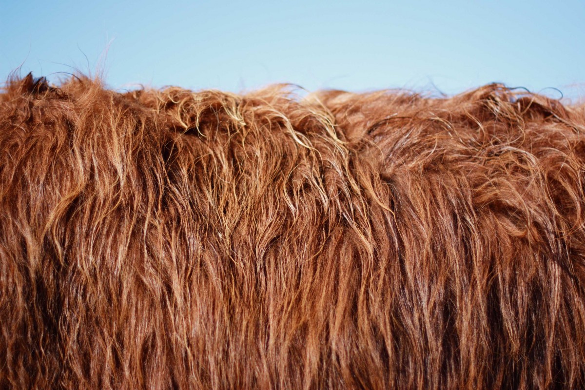 Is it a rug? Nah, it's the beautiful shaggy mane of a Highland coo!
