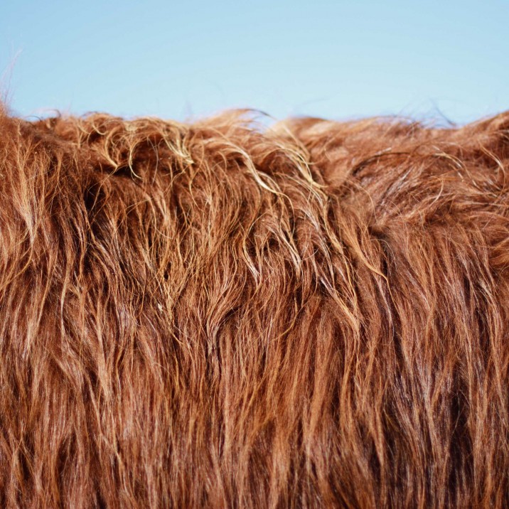 Is it a rug? Nah, it's the beautiful shaggy mane of a Highland coo!