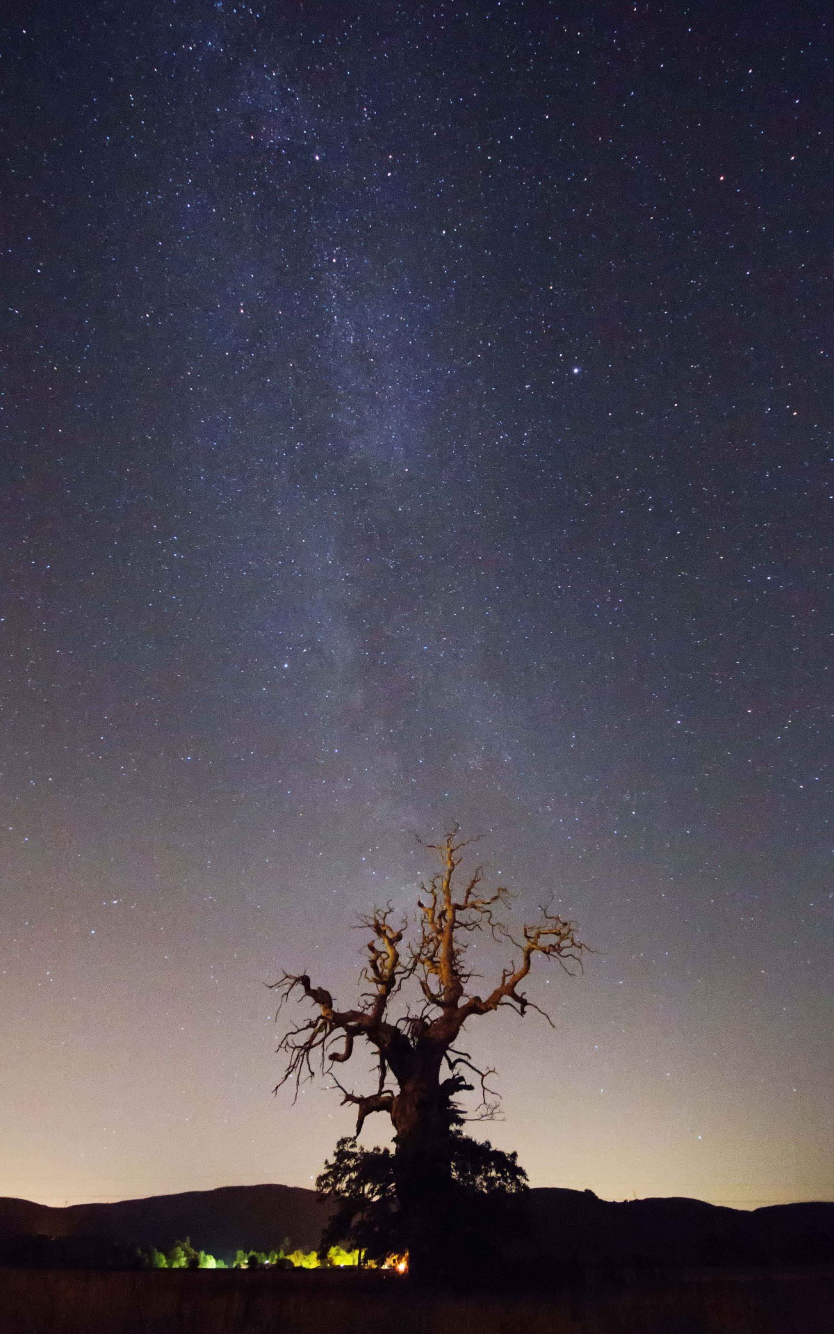 The Milky Way beaming down on a twisted tree in Brig.