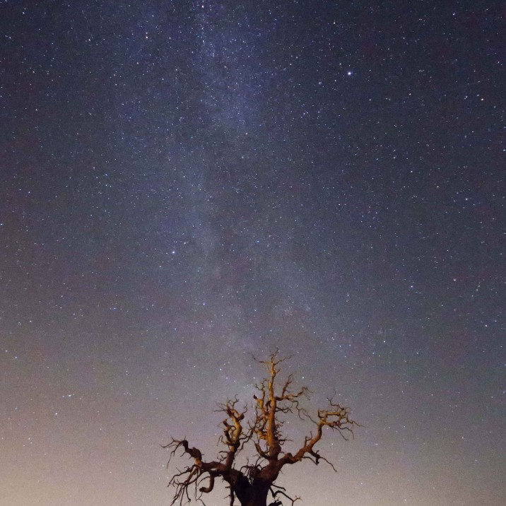 The Milky Way beaming down on a twisted tree in Brig.
